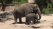 Το μεγαλύτερο σε ηλικία θηλυκό θεωρείται πάντα η κεφαλή της οικογένειας μεταξύ των ελεφάντων. Αυτή οδηγεί το κοπάδι σε νερό και τροφή και φροντίζει τα μέλη της οικογένειάς της όταν συναντήσουν άλλη οικογένεια.

