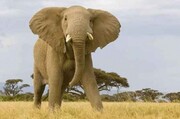 Οι ελέφαντες ζουν σε μεγάλες οικογένειες που απαρτίζονται από μέλη με διάφορες ηλικίες.

