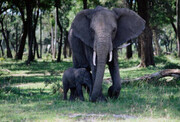 Είναι η γιαγιά ιδίως που προστατεύει το μωρό ελέφαντα, προσέχοντας το και απομακρύνοντας τυχόν εμπόδια που μπορεί να εμφανιστούν στο δρόμο του. 

