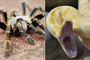 Συλλογή από αράχνες και… φίδια: Μπορεί να φαίνεται περίεργο αλλά κάποιοι το θεωρούν χόμπι. Μαζεύουν αράχνες και φίδια. Μακριά από εμάς.
