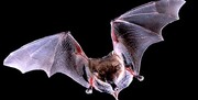 Οι νυχτερίδες δεν είναι τυφλές και βλέπουν μια χαρά στο σκοτάδι. Απλά χρησιμοποιούν πολύ και τον ήχο για να προσανατολιστούν. 