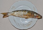 Fesikh: Πρόκειται για ένα ψάρι της Αιγύπτου το οποίο περνά από διαδικασία ζύμωσης για ένα χρόνο. Πολλοί έχουν πεθάνει αν και οι Αιγύπτιοι δεν ταράζονται ιδιαίτερα.