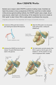 Πως λειτουργεί το CRISPR