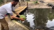 Ο πρώτος vegan αλιγάτορας λατρεύει τα καρπούζια!