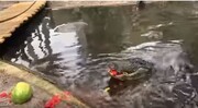 Ο πρώτος vegan αλιγάτορας λατρεύει τα καρπούζια!