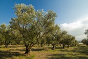 Υπάρχουν και οι ελιές. Όλοι αυτοί οι ψεκασμοί, όμως, είναι αστείοι μπροστά σε αυτό που έγινε στη Ρωσία. Τι έγινε εκεί;