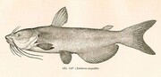 Eel Catfish

