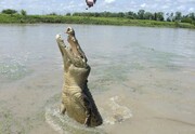 Crocodile Bungee
