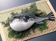 Ψάρι φούγκου:
Πρόκειται για ένα ιδιαίτερα επικίνδυνο και δηλητηριώδες ψάρι, το οποίο μπορεί να προετοιμαστεί μόνο από ειδικά εκπαιδευμένους σεφ. Γι’ αυτό το λόγο έχει απαγορευθεί στην Ευρώπη και την Κίνα.