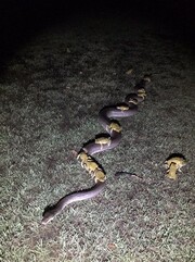 Στην Αυστραλία τα βατράχια καβαλανε φίδια...τι να πεις...