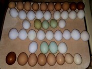Το καλό αυγό φαίνεται στοπ χρώμα του κρόκου.