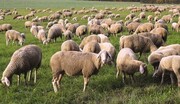 30 πρόβατα και...

