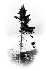Αυτό είναι το πιο αρχαίο δέντρο του κόσμου