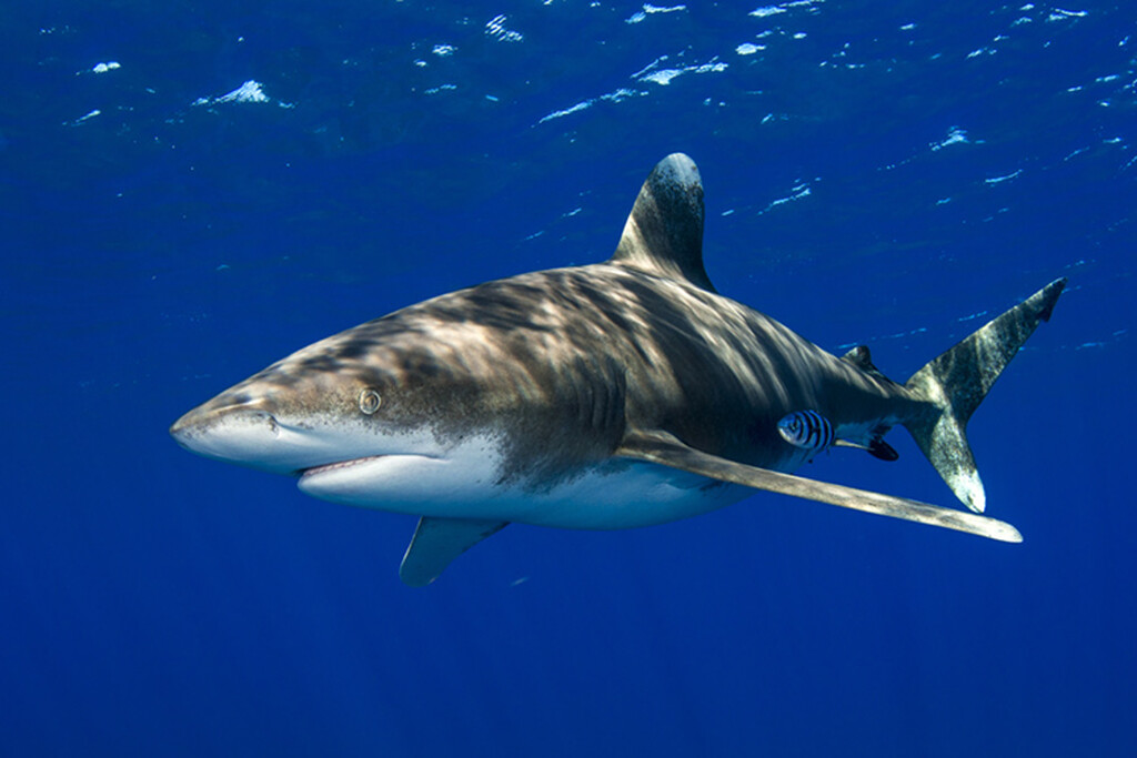 Οι πιο φονικοί καρχαρίες για τον άνθρωπο