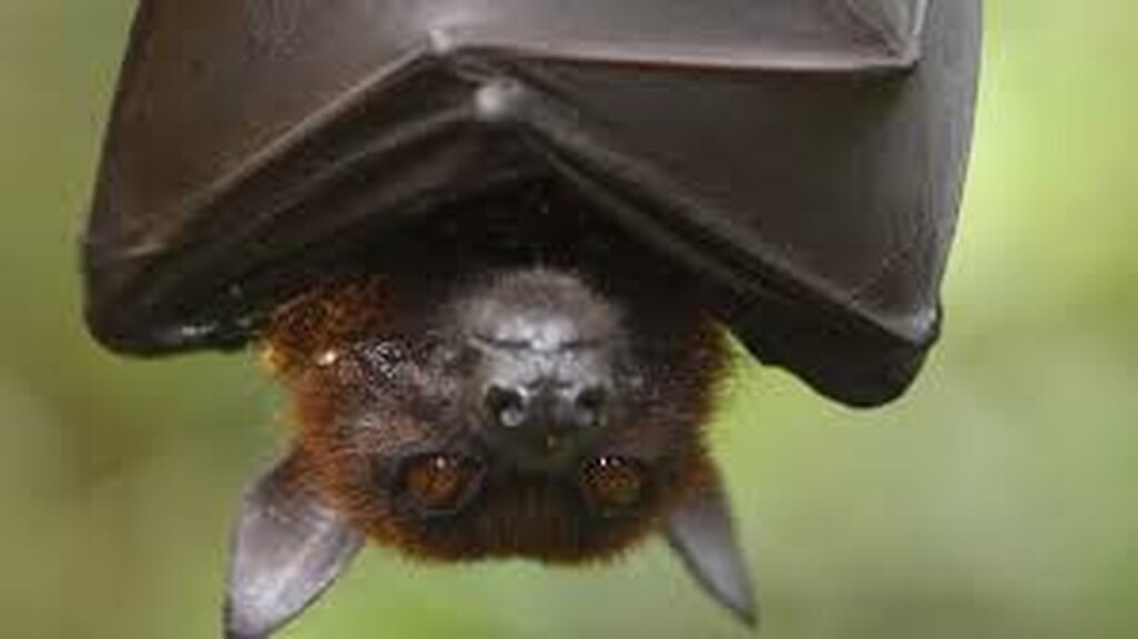 Κορονοϊός: 7 νέα είδη του ιού βρέθηκαν σε νυχτερίδες στην Αφρική