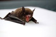 Κορονοϊός: 7 νέα είδη του ιού βρέθηκαν σε νυχτερίδες στην Αφρική