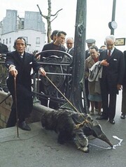 1969. Ο Σαλβαντόρ Νταλί έχει βγάλει βόλτα τον μυρμηγκοφάγο του.

