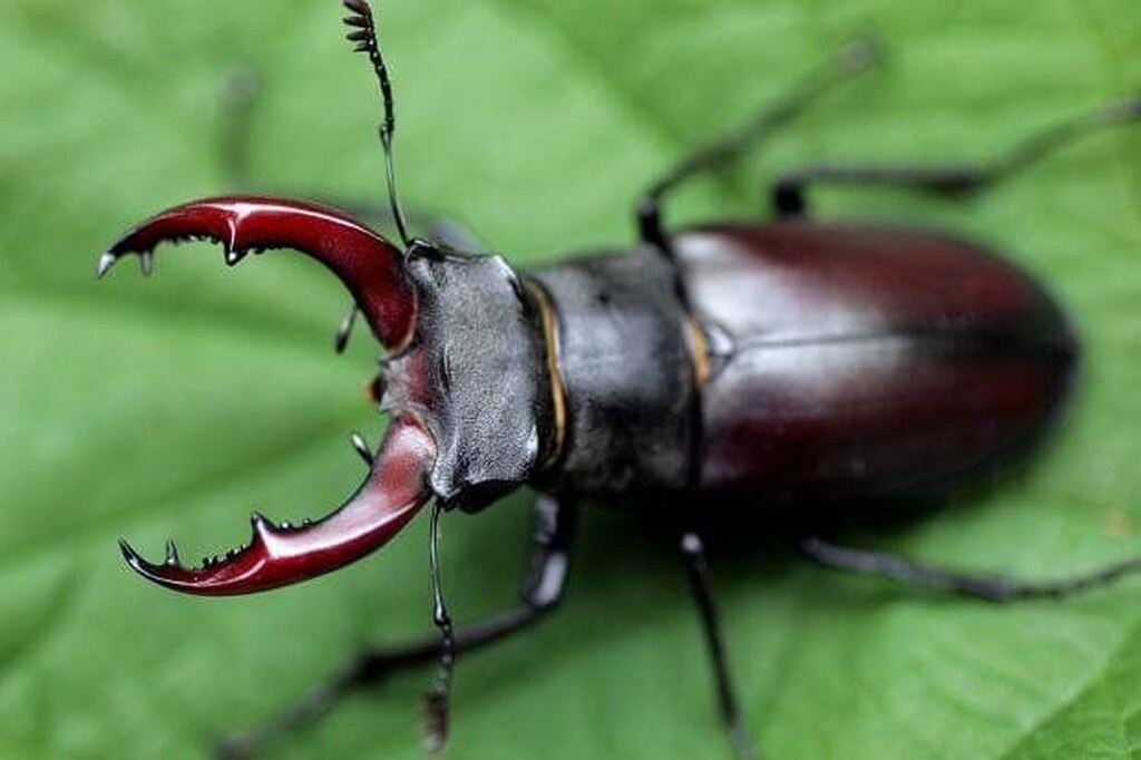 Stag Beetle 12,000 δολάρια