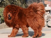 Tibetan Mastiff, 582.000 δολάρια