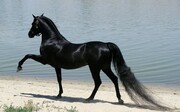 Arabian Horse 100,000 δολάρια