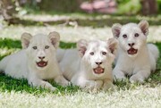 White Lion Cubs, 100.000 δολάρια
