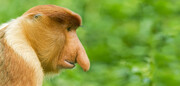 Odd nosed monkey