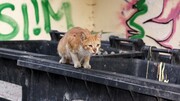Ένας στρατός από αδέσποτες γάτες καθαρίζει τη Νέα Υόρκη
