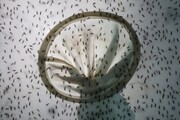Κουνούπια: Κι όμως η επιστήμη κατάφερε κάτι το απίστευτο