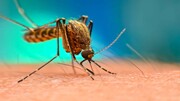 Κουνούπια: Κι όμως η επιστήμη κατάφερε κάτι το απίστευτο