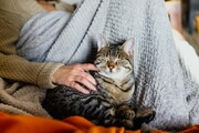 Η ζωή για μια αδέσποτη γάτα φτάνει -δυστυχώς- κατά μέσο όρο τα 2-3 χρόνια στην Ελλάδα.