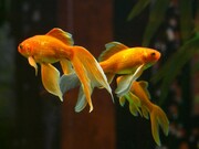 Είναι ενδιαφέρον ότι το χρυσόψαρο μπορεί επίσης να χρησιμοποιήσει τις πλευρικές τους γραμμές ως μέσο για να φλερτάρει με τα άλλα ψάρια. Τα χρυσόψαρα δημιουργούν παιχνιδιάρικους κυματισμούς στο νερό προσκαλώντας τα υπόλοιπα ψάρια του είδους για μια ξεχωριστή επικοινωνία!

