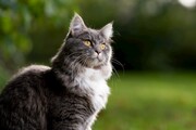 Πάλι σύμφωνα με τους ειδικούς και τα στοιχεία, οι οικόσιτες γάτες ζουν 3 φορές περισσότερο από τις άλλες. Γιατί στις περισσότερες περιπτώσεις είναι στειρωμένες, εμβολιασμένες και γενικώς προστατευμένες από όλους τους εξωτερικούς κινδύνους.

