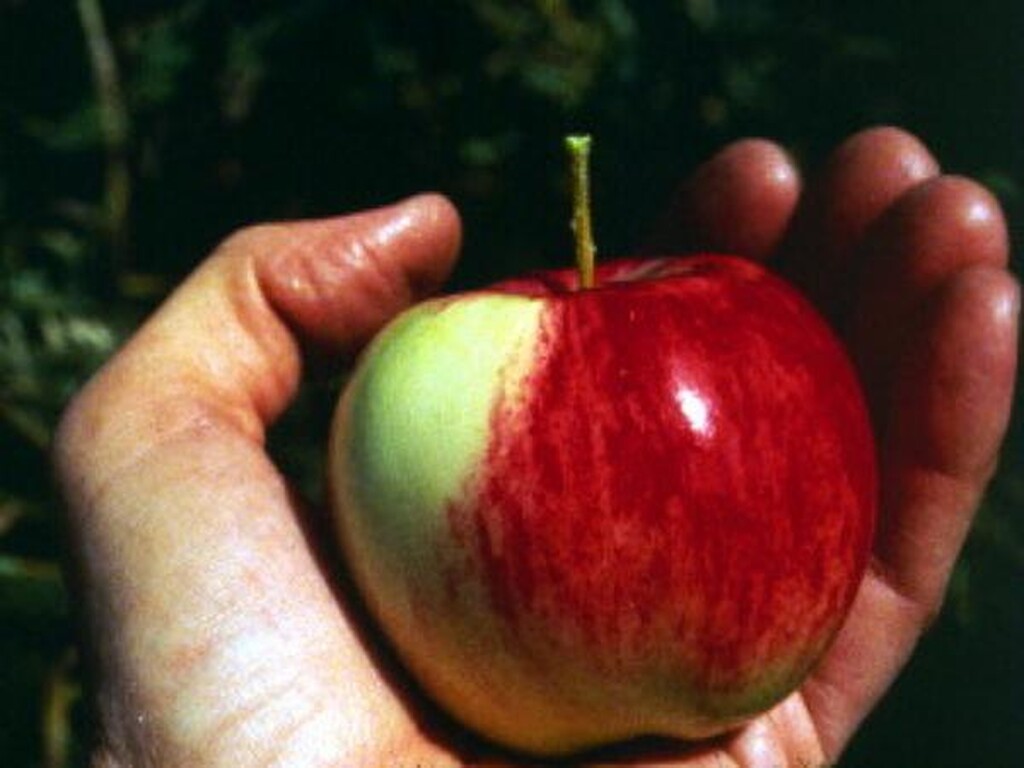 Τα μήλα ρίχνουν κατακόρυφα την κακή χοληστερίνη.