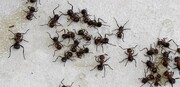 Μυρμήγκια 