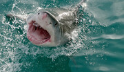 Η ακτή της (με μήκος μεγαλύτερο από 20 χλμ.) θεωρούνταν κάποτε η πιο ασφαλής στον κόσμο για να κολυμπάς, όμως σύμφωνα με το Διεθνές Αρχείο Επίθεσης Καρχαριών ISAF και το πανεπιστήμιο της Φλόριντα, στα νερά της σημειώνονται οι περισσότερες επιθέσεις καρχαριών ανά τετραγωνικό μίλι παγκοσμίως. Παρόλα αυτά οι λευκές, αμμώδεις παραλίες της είναι ανοικτές για το κοινό, ενώ δέχεται περίπου 1.000.000 τουρίστες τον χρόνο. Αποτελεί αγαπημένο προορισμό για τους Αμερικανούς, που βρίσκουν εκεί μια ποικιλία υδάτινων δραστηριοτήτων.

