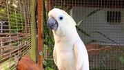 Σοκ: Παπαγάλος τραγουδάει άπταιστα το «Σαν πας στην Καλαμάτα»