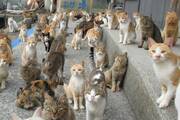 Αοσίμα, Ιαπωνία...Το ιαπωνικό νησί Αοσίμα είναι γνωστό και ως Cat Island επειδή ο αριθμός των γατών σε αυτό ξεπερνά τον ανθρώπινο πληθυσμό σε αναλογία έξι προς ένα. Οι γάτες μεταφέρθηκαν εκεί για να σταματήσουν την εξάπλωση των ποντικών.

