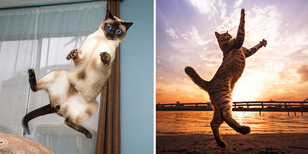 Кошки полетели. Кошка в прыжке. Летающие коты. Котик в полете.
