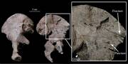Η ανάλυση των οστών στο σκελετό που βρέθηκε στην Εσωτερική Θάλασσα της Ιαπωνίας, έδειξε σχεδόν 800 πληγές στο σκελετό, καμία από τις οποίες δεν είχε σημάδια ανάρρωσης, γεγονός που υποδεικνύει πως η αναμέτρηση αυτή ήταν μάλλον θανατηφόρα. Τα οστά βρέθηκαν στο αρχαιολογικό σημείο Tsukumo Shell στο οποίο ξεκίνησαν ανασκαφές από τον 20ο αιώνα. Τα τραύματα του σκελετού όμως παρέμεναν έως τώρα ανεξήγητα.


