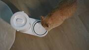 Drinkie: Η έξυπνη ποτίστρα που θα λατρέψει ο γάτος σου