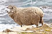 Στα Νησιά Φώκλαντ αντιστοιχούν 350 πρόβατα σε κάθε άτομο.