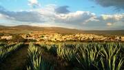 Υπάρχουν σήμερα πάνω από 22.000 εγγεγραμμένοι αγρότες αγαύης στην περιοχή της DOC Tequila που καλλιεργούν αρκετές εκατοντάδες εκατομμύρια φυτά αγαύης σε πάνω από 125.000 εκτάρια.

