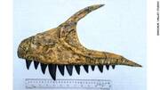 Η καρχαριοδοντόσαυροι ήταν μακρινοί συγγενείς και ανταγωνιστές με τους τυραννόσαυρους, με τις δύο ομάδες να μοιράζονται αρκετά χαρακτηριστικά. Συνήθως οι καρχαριοδοντόσαυροι ήταν μεγαλύτεροι από τους τυραννόσαυρους, φτάνοντας έως και τους 6 τόνους. Ωστόσο περίπου 90 με 80 εκατομμύρια χρόνια πριν, ξεκίνησαν να εξαφανίζονται και οι τυραννόσαυροι άρχισαν να αυξάνονται σε μέγεθος, καταλαμβάνοντας την κορυφή της τροφικής αλυσίδας σε Ασία και Βόρεια Αμερική, με το πιο διάσημο είδος τον τυραννόσαυρο Ρεξ.


