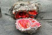 Pyura chilensis – ο ζωντανός βράχος...Η Pyura chilensis, όπως την ονομάζουν στη Χιλή, είναι περίεργη στο μάτι και νόστιμη στη γλώσσα. Πριν ρωτήσετε γιατί κάποιος να φάει μια πέτρα, δεν είναι μια πέτρα. Πρόκειται για ένα θαλάσσιο φίλτρο παρόμοιο με τα Ασκιδιοειδή, αλλά χωρίς εγκέφαλο ή αισθητήρια όργανα.

Γεννιέται αρσενικό, αλλά παράγει θηλυκά όργανα και στη συνέχεια αναπαράγεται μόνο του. Το αίμα του περιέχει ένα μέταλλο που ονομάζεται βανάδιο και είναι μια λιχουδιά ανάμεσα στους ντόπιους της Χιλής και του Περού.