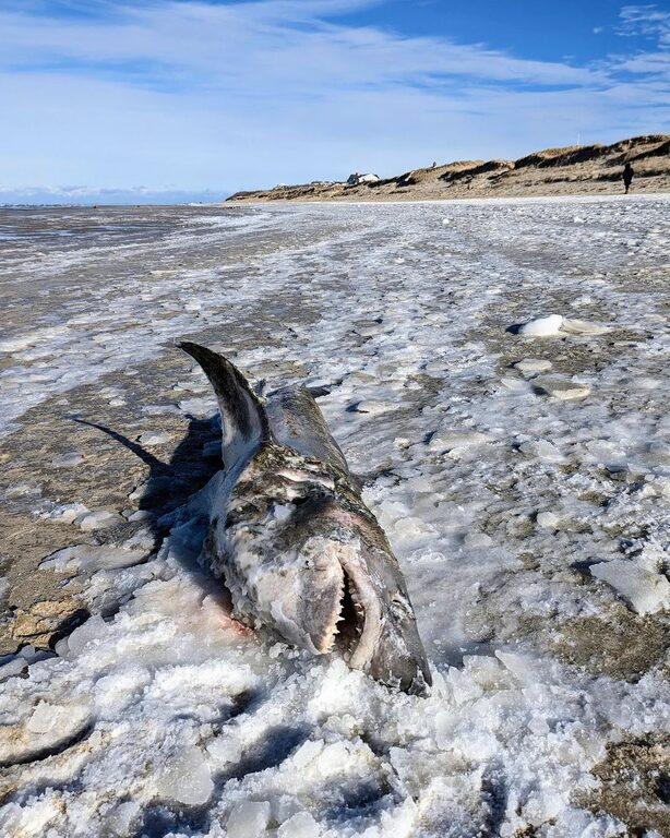 Ο καρχαρίας ήταν ξαπλωμένος στη μία πλευρά, με το στόμα ανοιχτό και τα δόντια έξω, στην έρημη παραλία που ήταν καλυμμένη από πάγο.