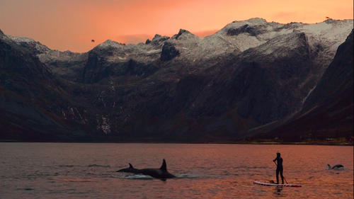 Βουτιές και kite surfing δίπλα στις φάλαινες του Αρκτικού Ωκεανού