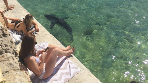 Ένας καρχαρίας, λίγο χομπίστας, μπούκαρε σε μια πισίνα στο Σίδνεϋ