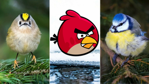 Κάποιος έψαξε και βρήκε τα Angry Birds της πραγματικής ζωής