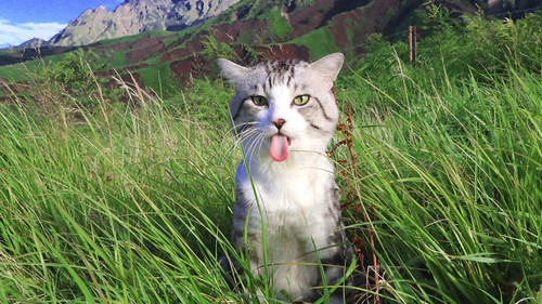 Η γάτα που κέρδισε με το σπαθί της 94.000 followers στο Ίνστα