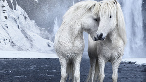 Θρυλικά άλογα σουλατσάρουν στα επικότερα μέρη της Ισλανδίας